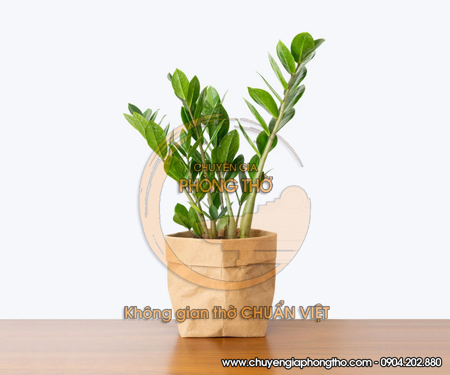 cây kim tiền bày trên bàn thờ