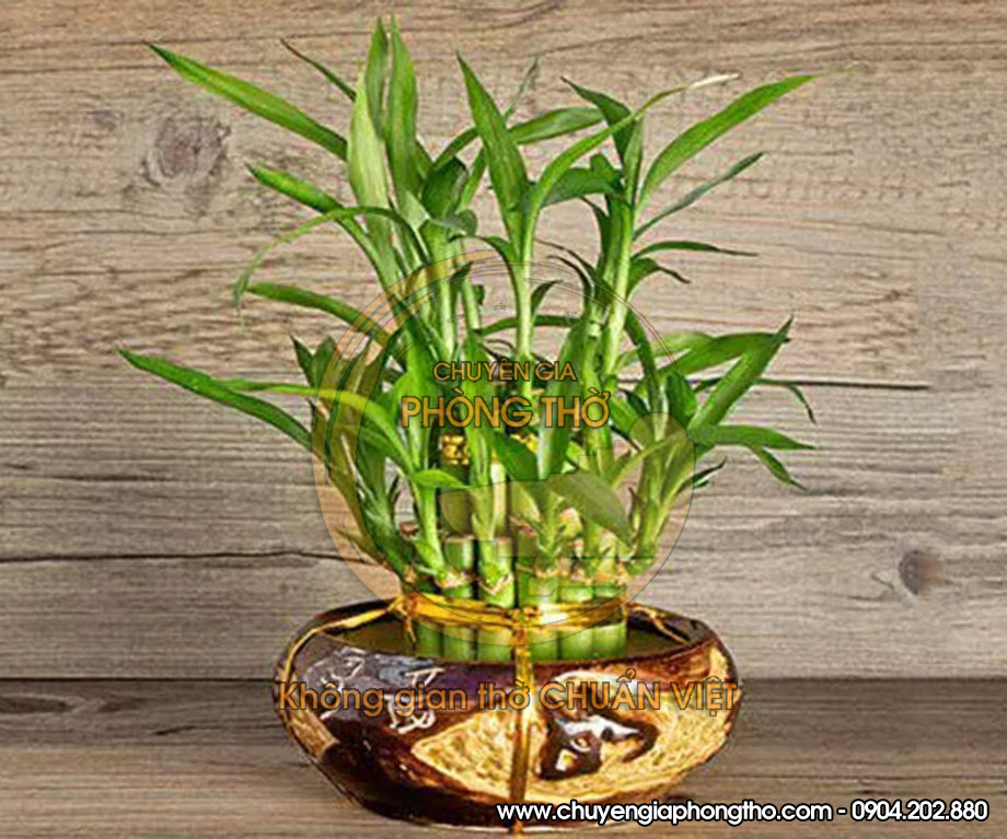 cây phất dụ bày trên bàn thờ