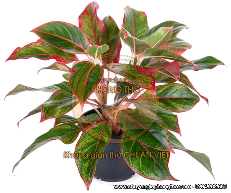 cây phú quý bày trên bàn thờ