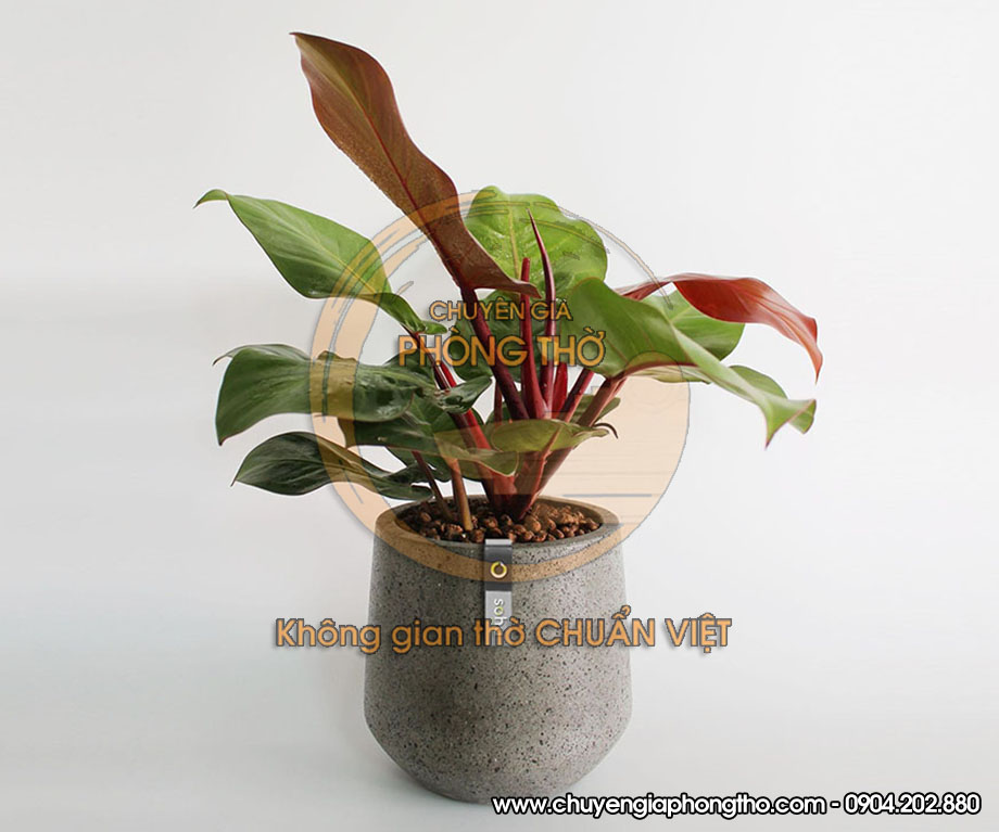 cây tràu bà đế vương bày trên bàn thờ