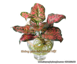 cây vạn lộc thuỷ sinh bày trên bàn thờ