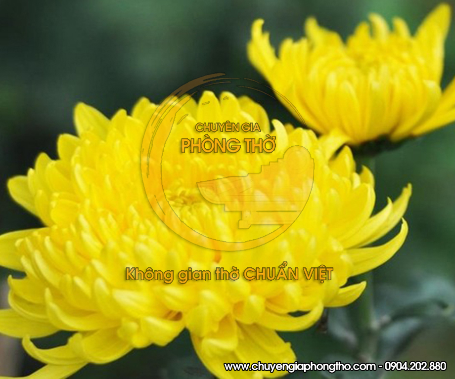 hoa cúc bày trên bàn thờ