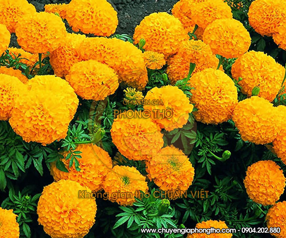 Hoa cúc vạn thọ Hoa cúc vạn thọ