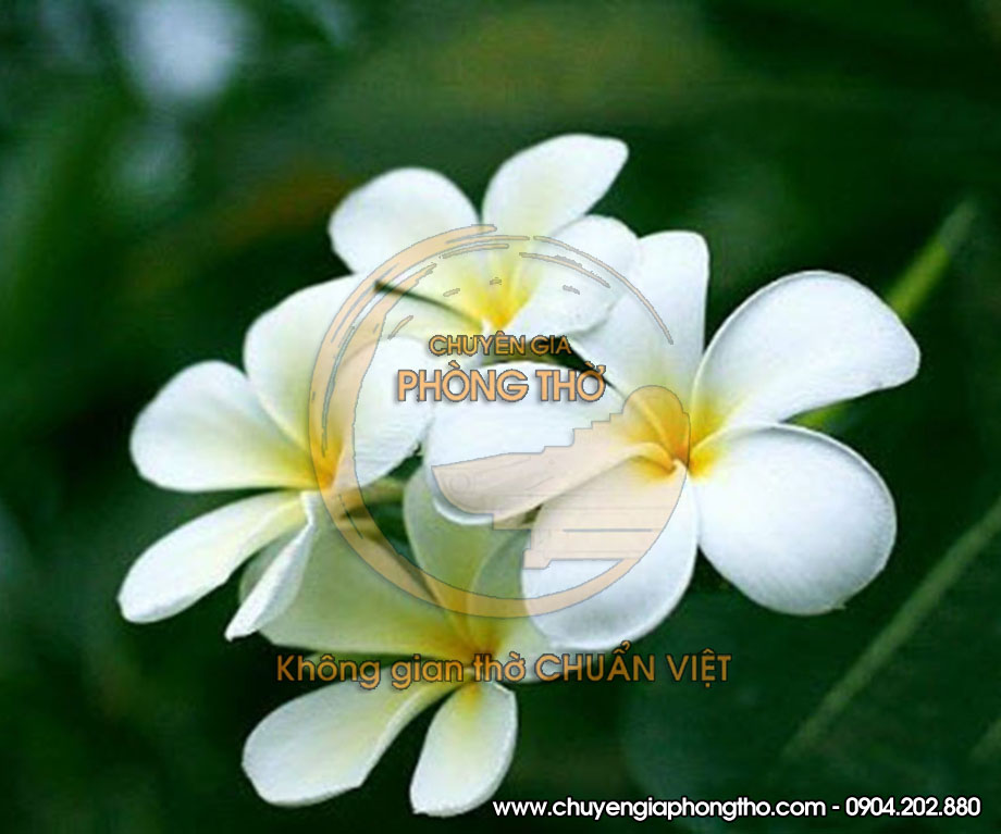 Hoa đại Hoa đại