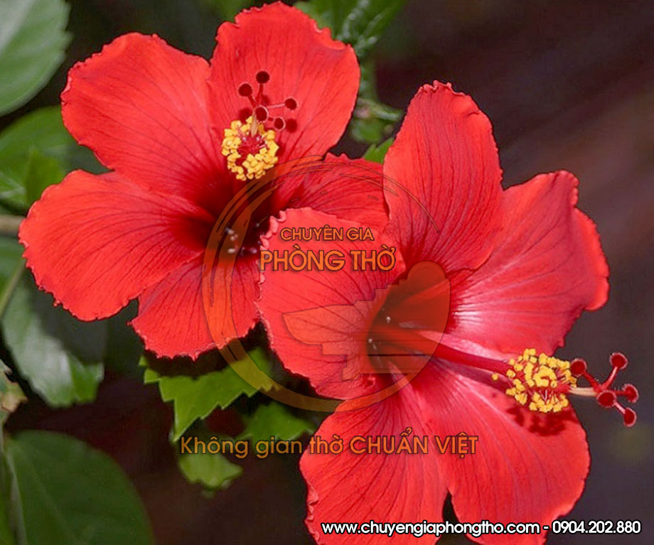 Hoa dâm bụt Hoa dâm bụt