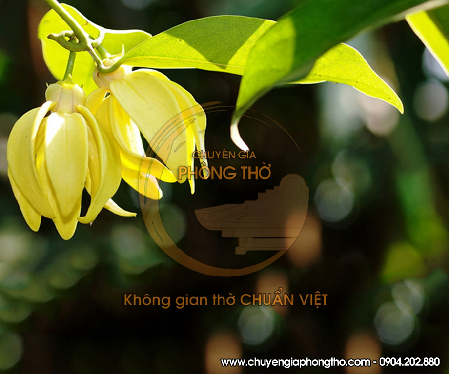 Hoa lan móng rồng Hoa lan móng rồng