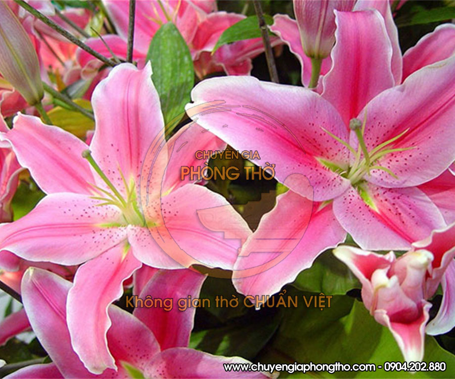 kiêng dùng hoa ly trên bàn thờ kiêng dùng hoa ly trên bàn thờ