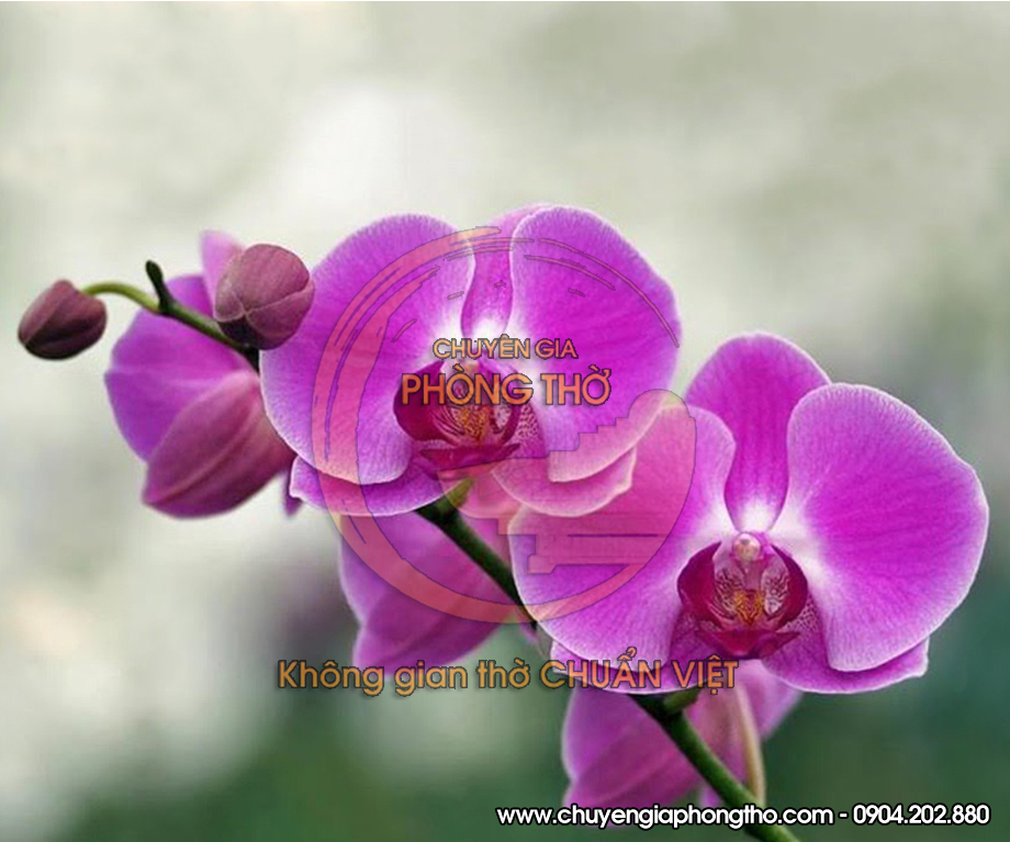 Hoa phong lan không nên bày trên bàn thờ Hoa phong lan không nên bày trên bàn thờ