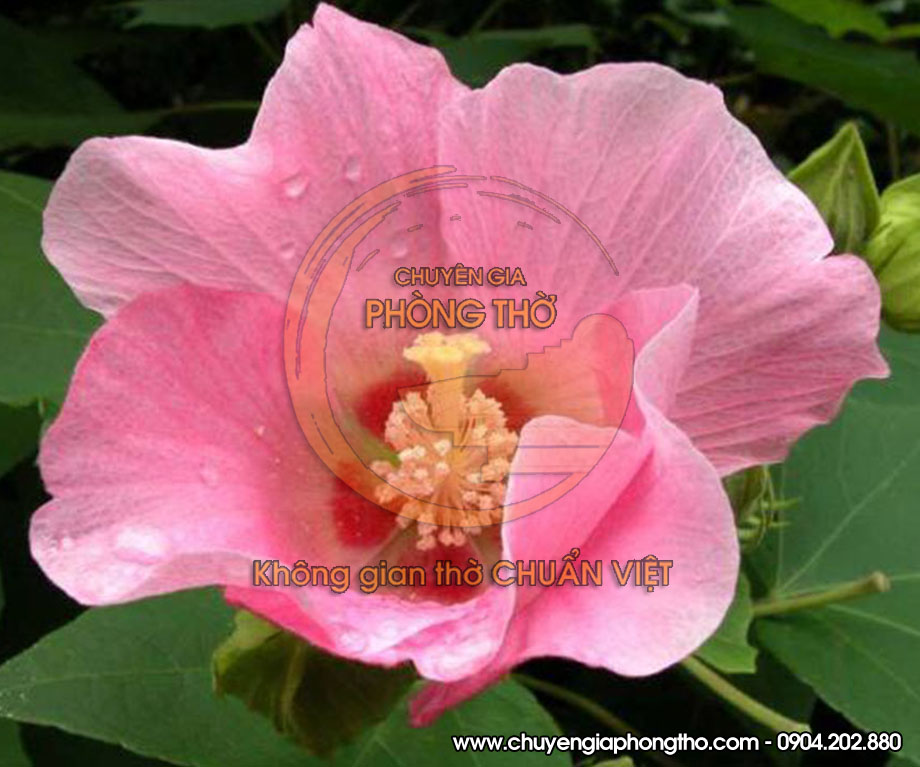 Hoa phù dung Hoa phù dung