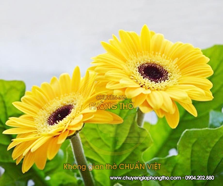 hoa cúc đồng tiền