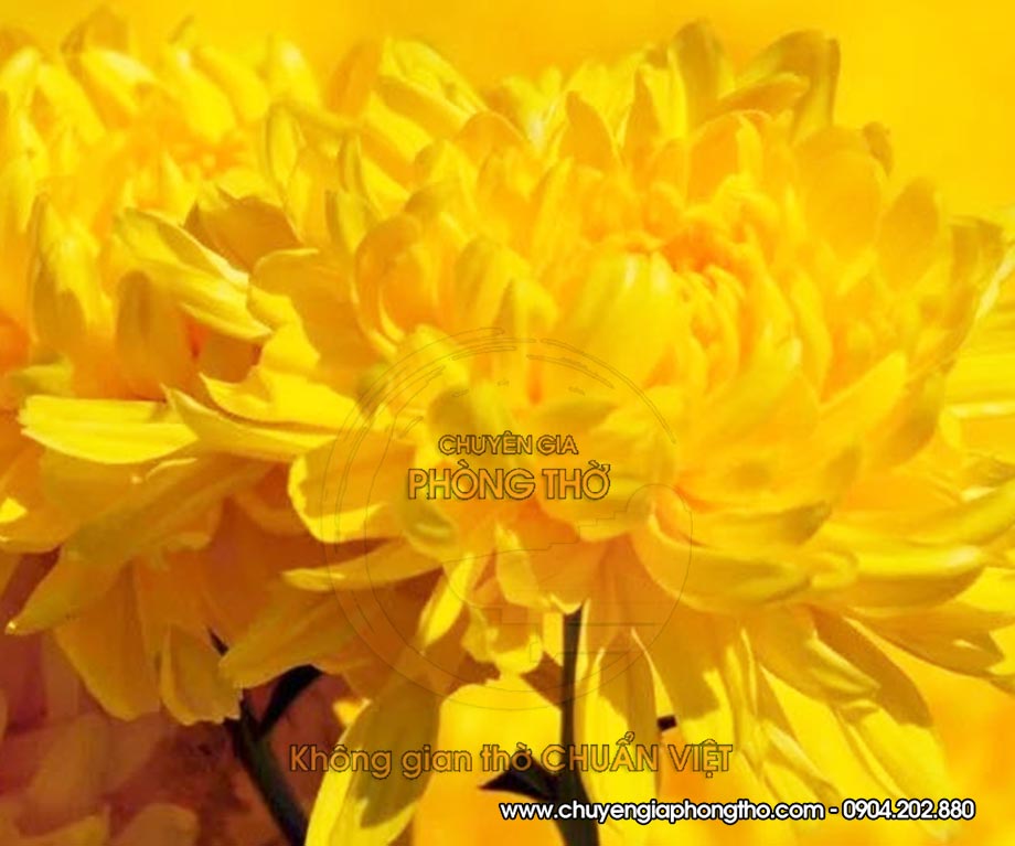 hoa cúc vàng
