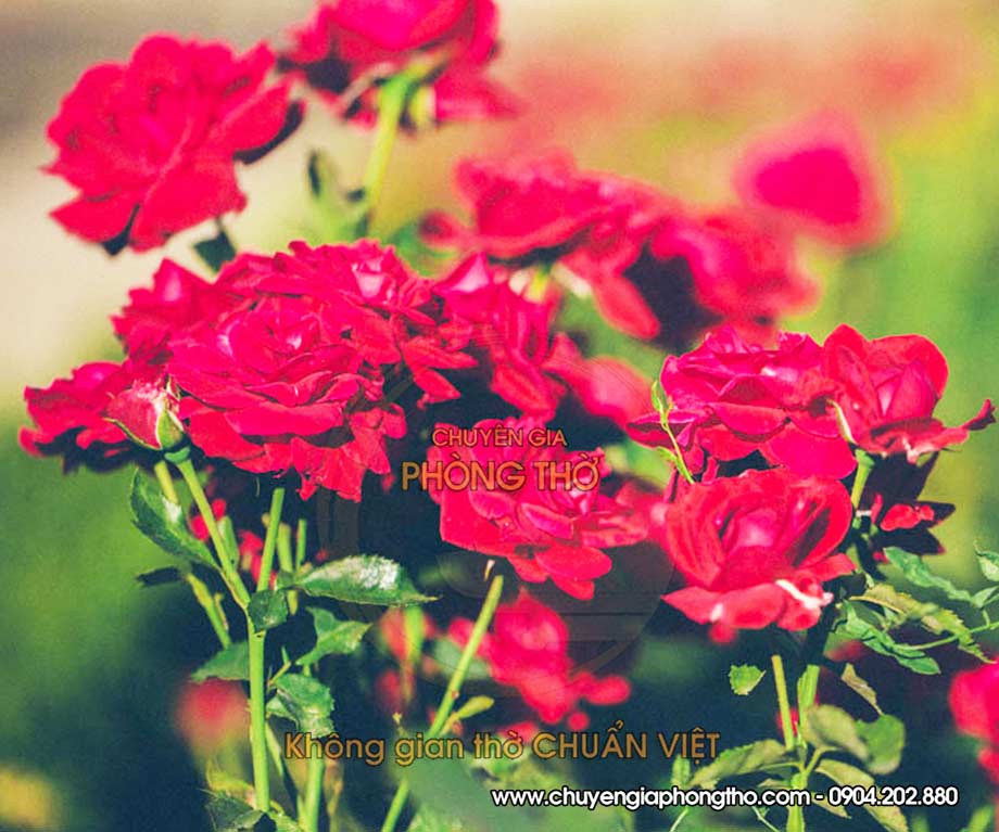 hoa hồng đỏ