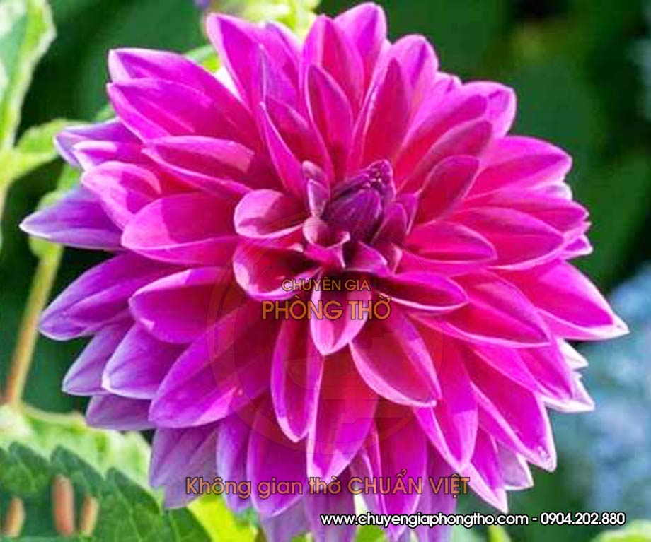 hoa thược dược