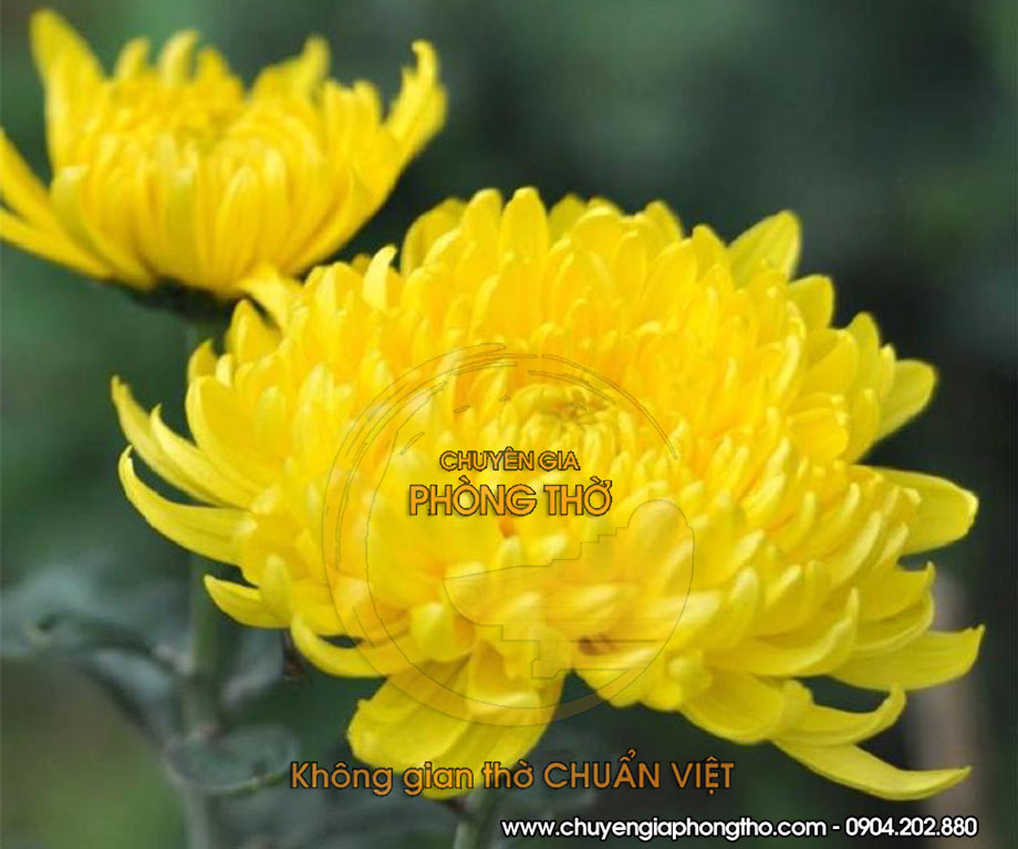 hoa cúc bày trên bàn thờ Thần Tài