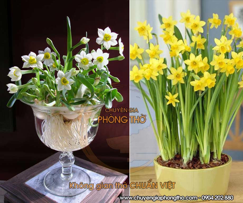 hoa thuỷ tiên bày trên bàn thờ