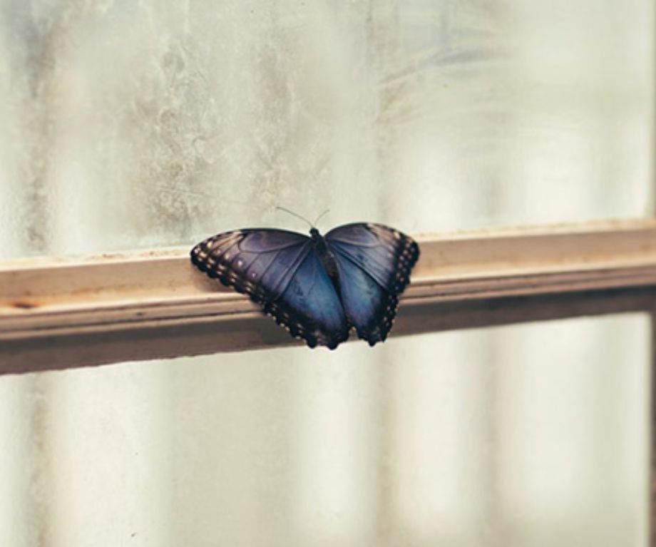 Rằm tháng 7 bướm bay vào nhà